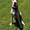 Gator is registered to the contest to win money with this photo: dog, canine, pet, grass, leash, outdoor, sunny, happy, sitting, tongue_out, collar, animal, nature, greenery, daylight, mammal, friendly, playful, summer, companion
