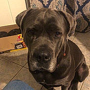 Karms joined the competition — help win amazing prizes! dog, canine, pet, indoor, floor, tile, curtain, box, jeans, knees, brown_dog, looking_up, sitting, large_dog, expression, animal, companion, home, portrait, waiting