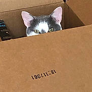 Phillip is registered to the contest to win money with this photo: cat, cardboard_box, peeking, curious, indoor, pet, feline, eyes, ears, hiding, brown, box, animal, cute, whiskers, domestic, playful, closeup, cozy, shelter