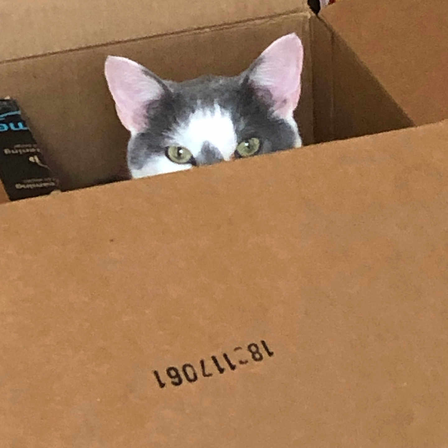 Phillip is registered to the contest to win money with this photo: cat, cardboard_box, peeking, curious, indoor, pet, feline, eyes, ears, hiding, brown, box, animal, cute, whiskers, domestic, playful, closeup, cozy, shelter