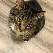 Nymeria joined the competition — help win amazing prizes! cat, tabby, pet, animal, fur, whiskers, yellow_eyes, floor, wooden_floor, indoor, curious, looking_up, sitting, cute, domestic_cat, feline, ears, tail, close_up, portrait