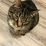 cat, tabby, pet, animal, fur, whiskers, yellow_eyes, floor, wooden_floor, indoor, curious, looking_up, sitting, cute, domestic_cat, feline, ears, tail, close_up, portrait