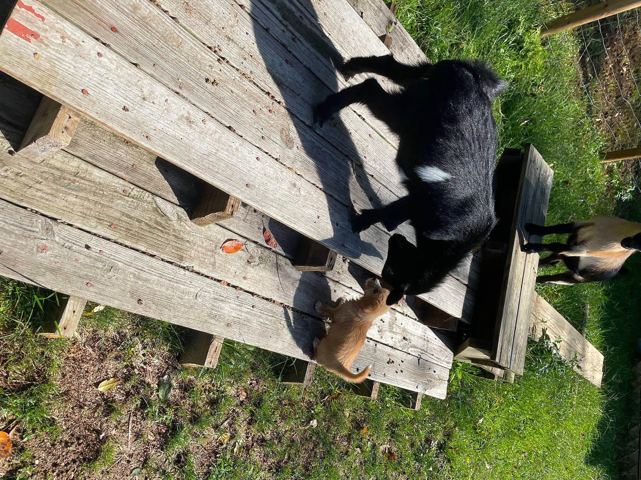 Wren Dixie joined the competition — help win amazing prizes! art, grass, hardwood, landscape, lumber, outdoor_furniture, plank, plant, sculpture, shadow, sporting_group, table, tail, tree, trunk, wing, wood, wood_stain