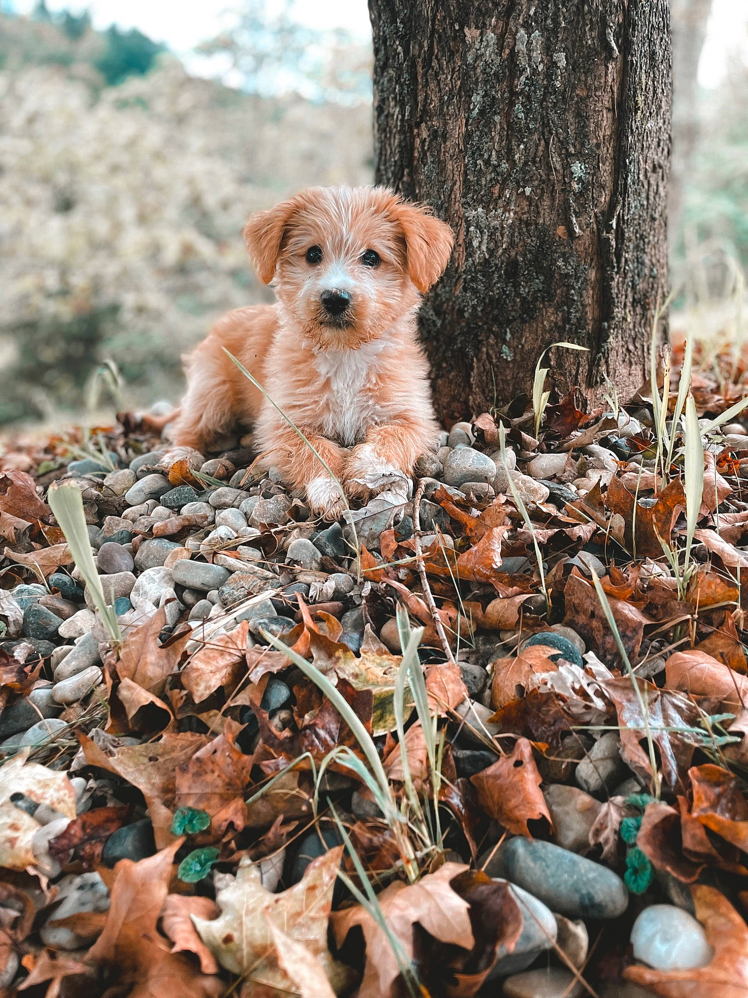 Wren Dixie joined the competition — help win amazing prizes! adaptation, carnivore, companion_dog, dog, dog_breed, fawn, grass, organism, plant, rock, snout, soil, sporting_group, tail, terrier, toy, tree, trunk, twig, wood