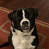 dog, black_and_white, portrait, sitting, indoors, rug, carpet, hardwood_floor, pet, collar, flower, white_chest, black_fur, white_markings, close_up, looking_at_camera, ears, nose, eyes, home
