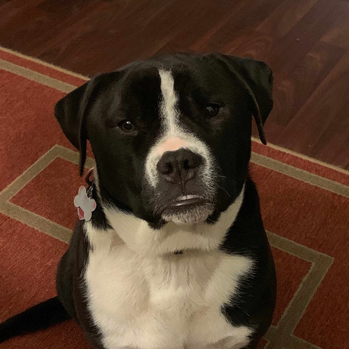 Sissy joined the competition — help win amazing prizes! dog, black_and_white, portrait, sitting, indoors, rug, carpet, hardwood_floor, pet, collar, flower, white_chest, black_fur, white_markings, close_up, looking_at_camera, ears, nose, eyes, home