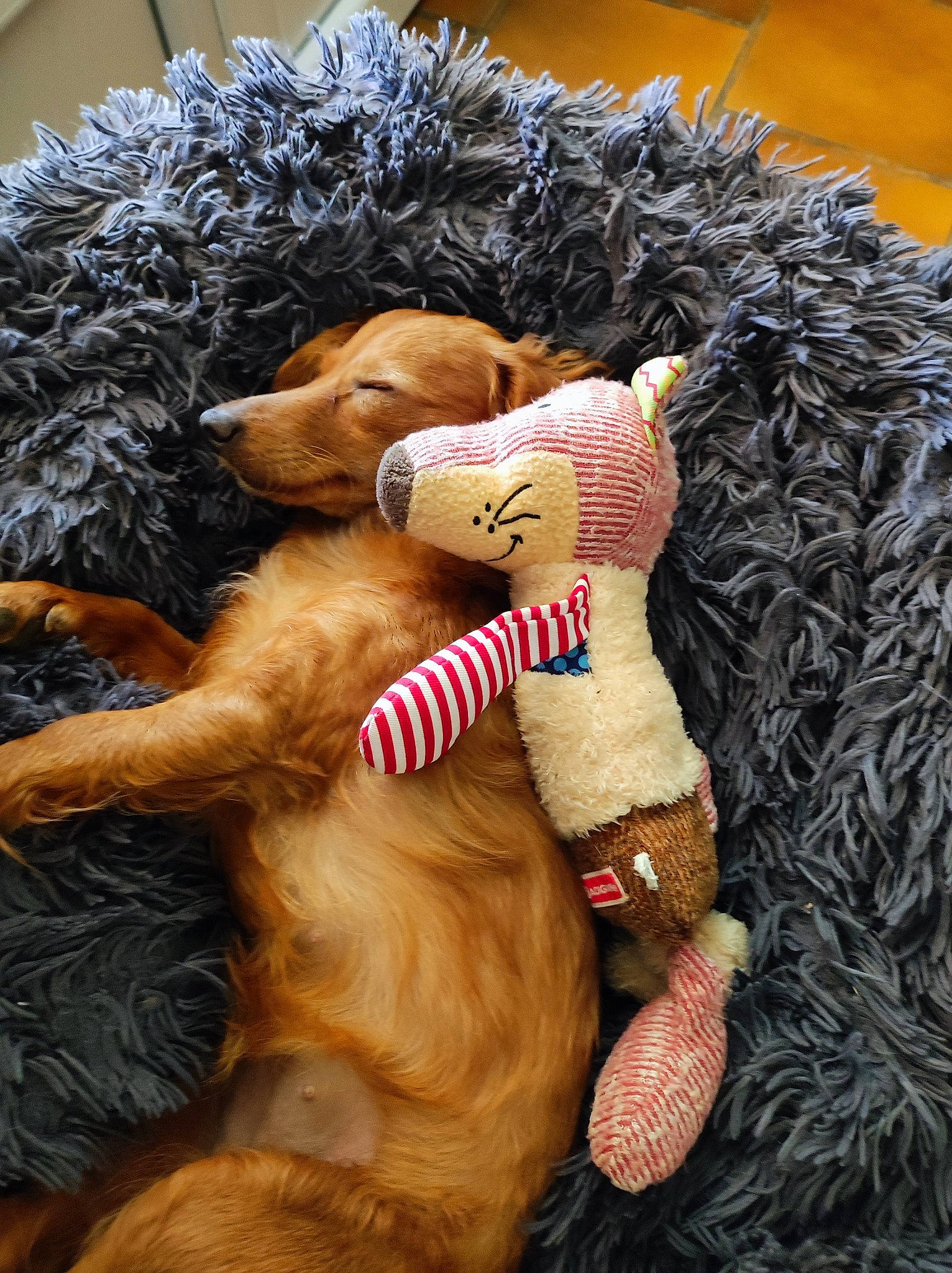 Sally a rejoint le concours — aidez-le/la à gagner de superbes lots ! canidae, carnivore, companion_dog, dog, dog_breed, dog_supply, fawn, fur, gesture, liver, paw, pet_supply, plush, snout, sporting_group, stuffed_toy, toy, toy_dog, water_dog, working_animal