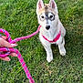 puppy, dog, husky, young_dog, pink_harness, pink_leash, grass, lawn, outdoor, sitting, cute, ears, fur, portrait, pet_owner_hand, nails, sidewalk, greenery, leash, collar