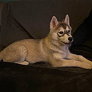 Athé participe au concours pour gagner de l'argent avec cette photo : dog, puppy, husky, pet, animal, fur, ears, couch, indoor, resting, side_view, alert, young, mammal, canine, companion, cute, domestic, living_room, laying_down