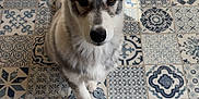 Athé participe au concours pour gagner de l'argent avec cette photo : dog, puppy, pet, husky_like, patterned_tiles, tile_floor, indoor, sunlight, shadow, paw, ears, brown_eyes, white_fur, portrait, looking_up, cute, sitting, closeup, floor_pattern, tile_design