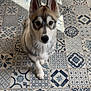 dog, puppy, pet, husky_like, patterned_tiles, tile_floor, indoor, sunlight, shadow, paw, ears, brown_eyes, white_fur, portrait, looking_up, cute, sitting, closeup, floor_pattern, tile_design