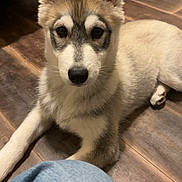Athena a rejoint le concours — aidez-le/la à gagner de superbes lots ! dog, puppy, husky, pet, fur, ears, eyes, nose, paws, indoor, wood_floor, flooring, lying_down, portrait, looking_at_camera, cute, denim, knee, home, living_room
