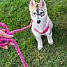 animal, attention, canine, cute, dog, grass, greenery, hand, leash, leash_handle, nature, outdoors, pet, pet_accessory, pink_harness, playful, puppy, small_dog, walking, young_dog