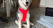 Athena participe au concours pour gagner de l'argent avec cette photo : animal, cardboard_boxes, chair, cute, dog, domestic, ears_up, floor, furniture, home, husky, indoor, pet, puppy, red_harness, sitting, smiling, table, tile_floor, tongue_out