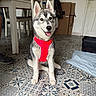 animal, cardboard_boxes, chair, cute, dog, domestic, ears_up, floor, furniture, home, husky, indoor, pet, puppy, red_harness, sitting, smiling, table, tile_floor, tongue_out