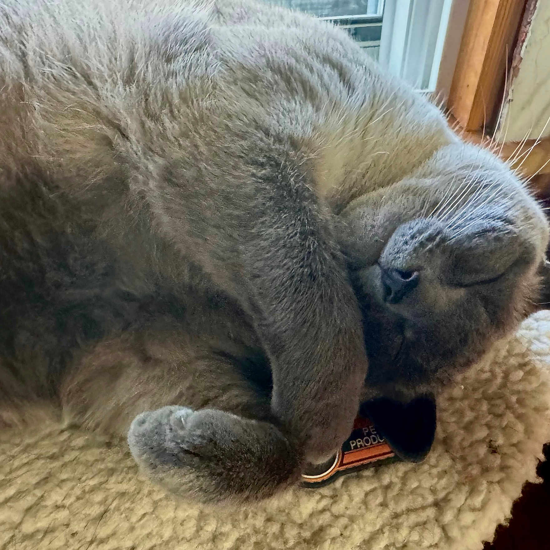 Lulu joined the competition — help win amazing prizes! abyssinian, angora, animal, blanket, cat, couch, egyptiancat, furniture, hardwood, homedecor, indoors, kitten, manx, person, pet, siamese, sleeping, snout, toy, wood