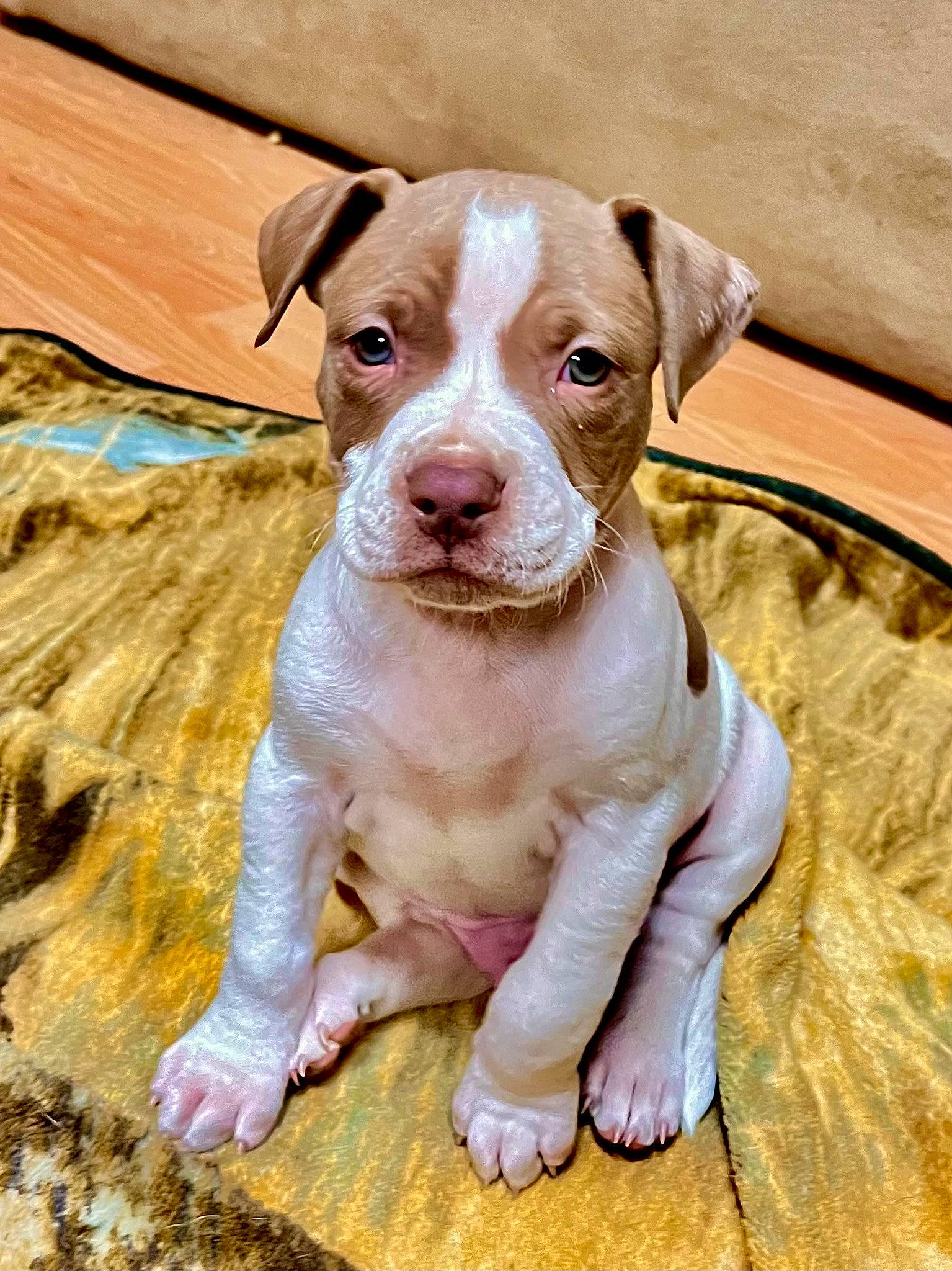 Ziggy joined the competition — help win amazing prizes! carnivore, companion_dog, dog, dog_breed, fawn, flooring, hardwood, liver, plant, puppy, snout, sporting_group, whiskers, wood, working_animal