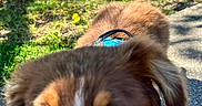 Arlow a rejoint le concours — aidez-le/la à gagner de superbes lots ! dog, puppy, brown_and_white, close_up, outdoor, grass, pavement, fence, blue_harness, young_dog, canine, pet, animal, walking, sunlight, daytime, curious, nose, ears, sidewalk