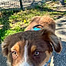 dog, puppy, brown_and_white, close_up, outdoor, grass, pavement, fence, blue_harness, young_dog, canine, pet, animal, walking, sunlight, daytime, curious, nose, ears, sidewalk