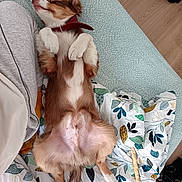 Arlow a rejoint le concours — aidez-le/la à gagner de superbes lots ! bed, blanket, canine, collar, cozy, cute, dog, domestic, fur, human_leg, indoor, patterned_bedspread, paws, pet, relaxed, resting, sleeping, sweatpants, toy, wood_floor