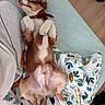bed, blanket, canine, collar, cozy, cute, dog, domestic, fur, human_leg, indoor, patterned_bedspread, paws, pet, relaxed, resting, sleeping, sweatpants, toy, wood_floor