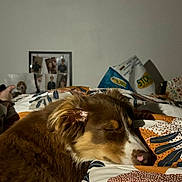 Arlow participe au concours pour gagner de l'argent avec cette photo : dog, sleeping, bed, blanket, indoor, cozy, brown_fur, relaxed, pet, canine, resting, patterned_bedding, warm_light, home, animal, cute, closeup, quiet, comfort, fur