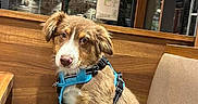 Arlow a rejoint le concours — aidez-le/la à gagner de superbes lots ! animal, bench, blue, brown, cushion, cute, dog, domestic, fur, harness, indoor, leash, looking, night, pet, puppy, sitting, white, window, wood_paneling