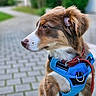 dog, puppy, brown_coat, white_coat, blue_harness, leash, outdoor, pavement, greenery, garden, side_view, pet, canine, young_dog, sitting, animal, fur, ears, collar, domestic_animal