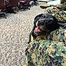 Jasper is registered to the contest to win money with this photo: dog, black_dog, smiling, military_uniform, camouflage, person, indoor, carpeted_floor, chair, meeting_room, boots, seated, lap, happy, animal, companion, resting, friendly, group, casual