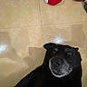 Jasper is registered to the contest to win money with this photo: dog, black_dog, indoor, floor, tile_floor, plush_toy, stuffed_toy, toy, animal, pet, looking_up, face, snout, ears, fur, shadow, light_reflection, playful, curious, cozy