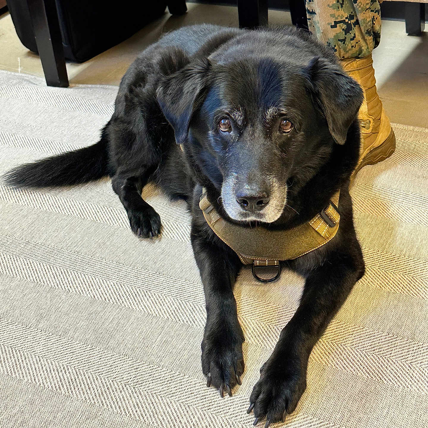 Jasper joined the competition — help win amazing prizes! dog, black_dog, canine, pet, indoor, rug, harness, camouflage_pants, boots, furniture, chair, floor, animal, laying_down, domestic_animal, companion, looking_at_camera, calm, resting, brown_eyes