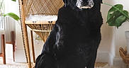 Jasper is registered to the contest to win money with this photo: dog, black_dog, pet, indoor, wicker_chair, plant, green_leaves, fluffy_rug, furniture, home_decor, animal, sitting, portrait, calm, cozy, domestic, muzzle, fur, natural_light, relaxed