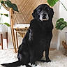 dog, black_dog, pet, indoor, wicker_chair, plant, green_leaves, fluffy_rug, furniture, home_decor, animal, sitting, portrait, calm, cozy, domestic, muzzle, fur, natural_light, relaxed