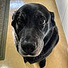 dog, black_dog, close_up, indoor, floor, tile_floor, pet, animal, canine, fur, face, nose, eyes, looking_up, portrait, companion, domestic_animal, whiskers, friendly, cute