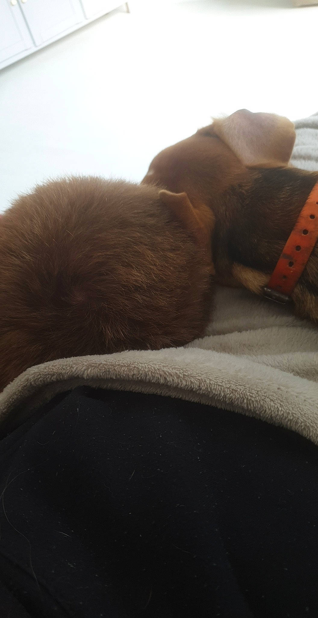 Rafale a rejoint le concours — aidez-le/la à gagner de superbes lots ! bedding, carnivore, cloud, comfort, companion_dog, dog_breed, fawn, felidae, fur, grey, hardwood, human_leg, linens, small_to_medium_sized_cats, snout, tail, tints_and_shades, toy, whiskers, wood