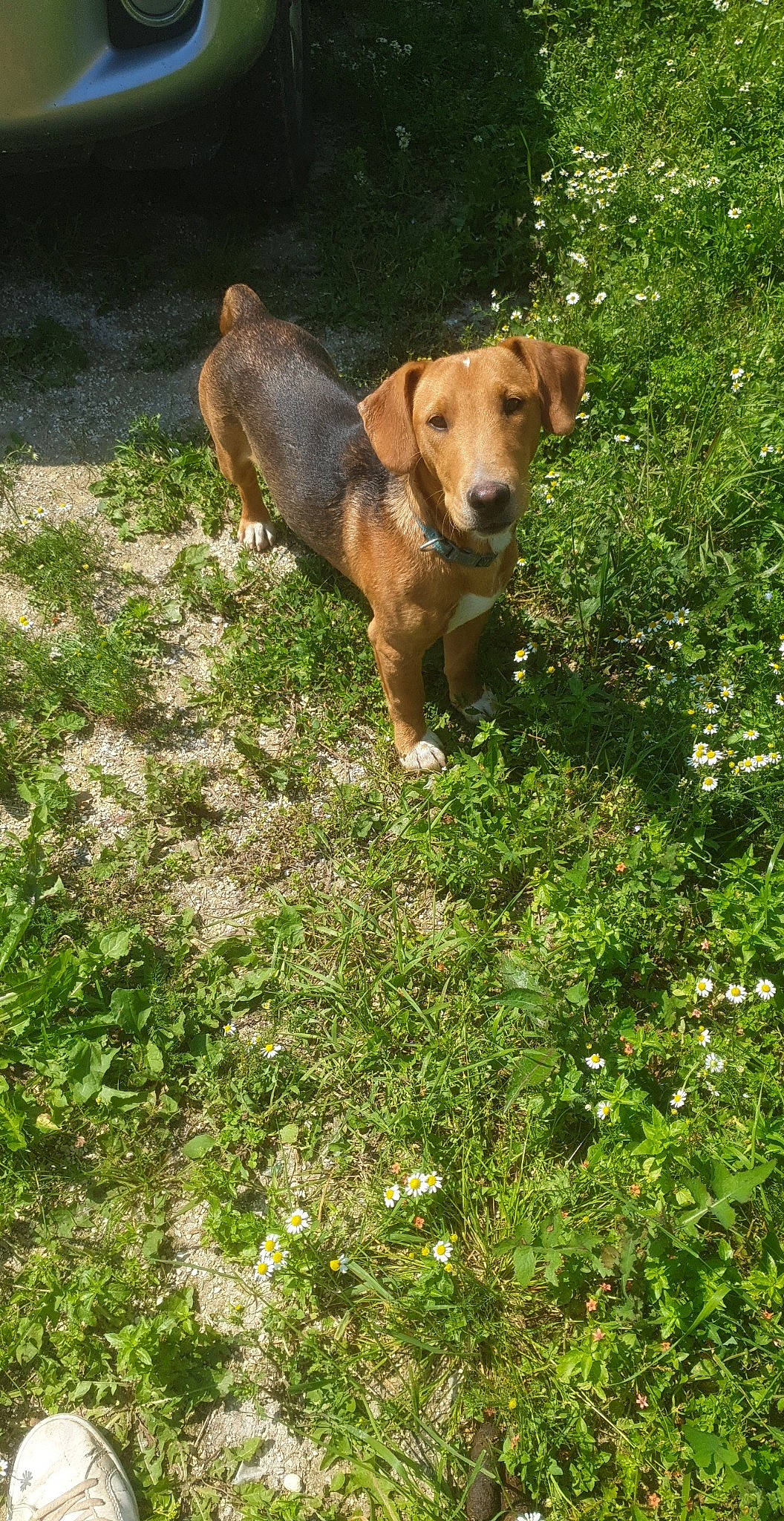Rafale participe au concours pour gagner de l'argent avec cette photo : canidae, carnivore, companion_dog, dog, dog_breed, fawn, grass, grassland, groundcover, gun_dog, hound, liver, meadow, pasture, plant, prairie, shrub, sporting_group, tail, working_animal