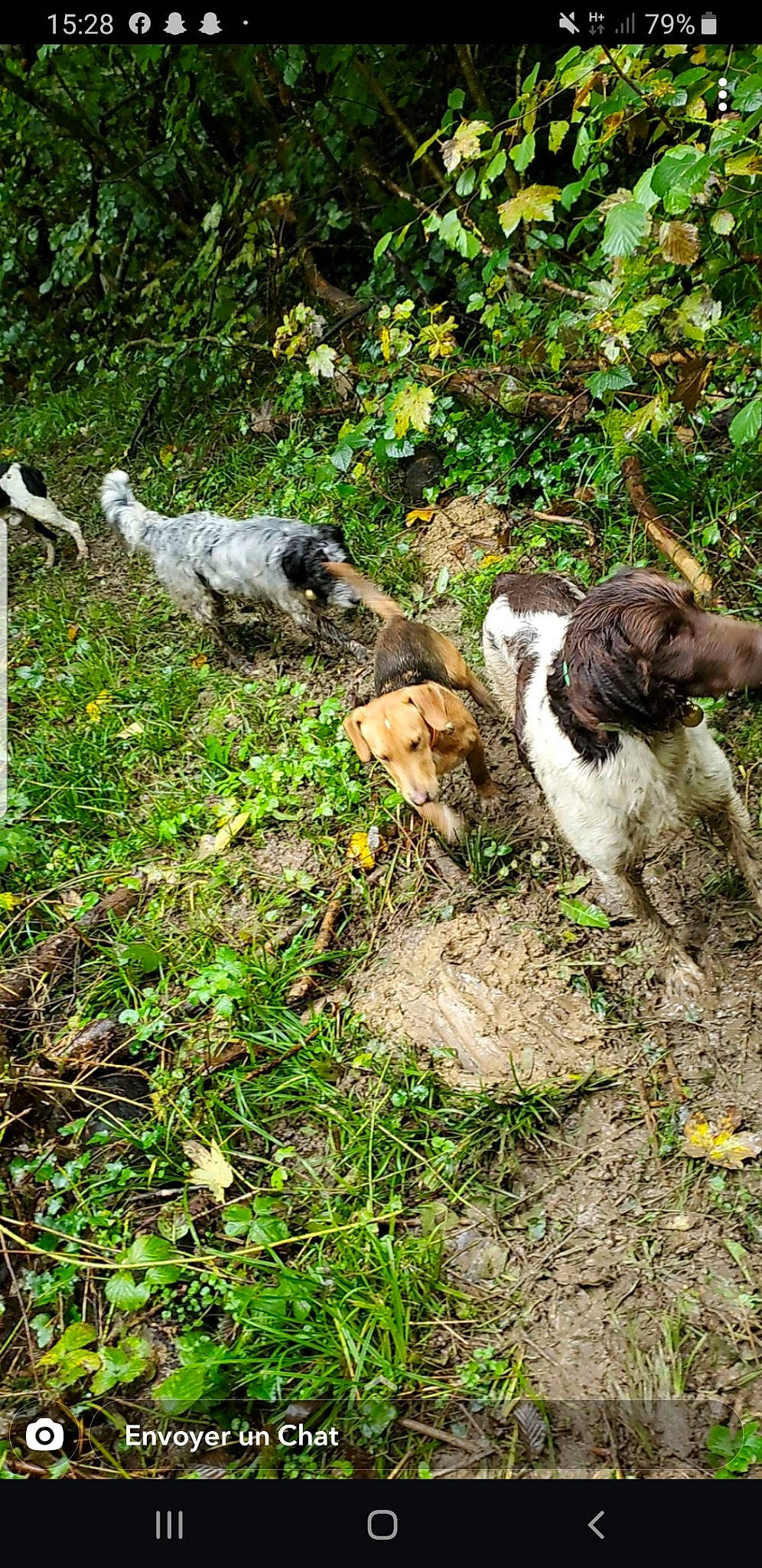 Rafale a rejoint le concours — aidez-le/la à gagner de superbes lots ! braque_francais, canidae, carnivore, companion_dog, dog, dog_breed, fawn, grass, groundcover, hunting_dog, liver, plant, shrub, soil, sporting_group, tail, terrestrial_animal, tree