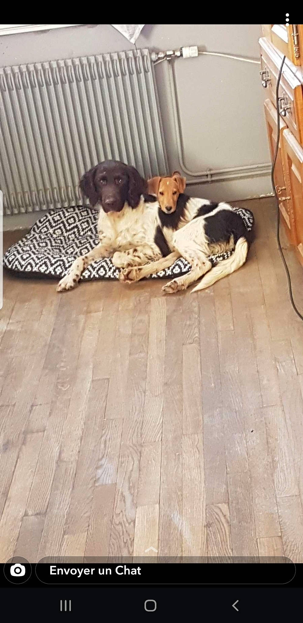 Rafale a rejoint le concours — aidez-le/la à gagner de superbes lots ! cabinetry, carnivore, comfort, companion_dog, dog, dog_breed, dog_supply, floor, flooring, fur, gun_dog, hardwood, laminate_flooring, mammal, pattern, sporting_group, vertebrate, wood, wood_flooring, working_animal