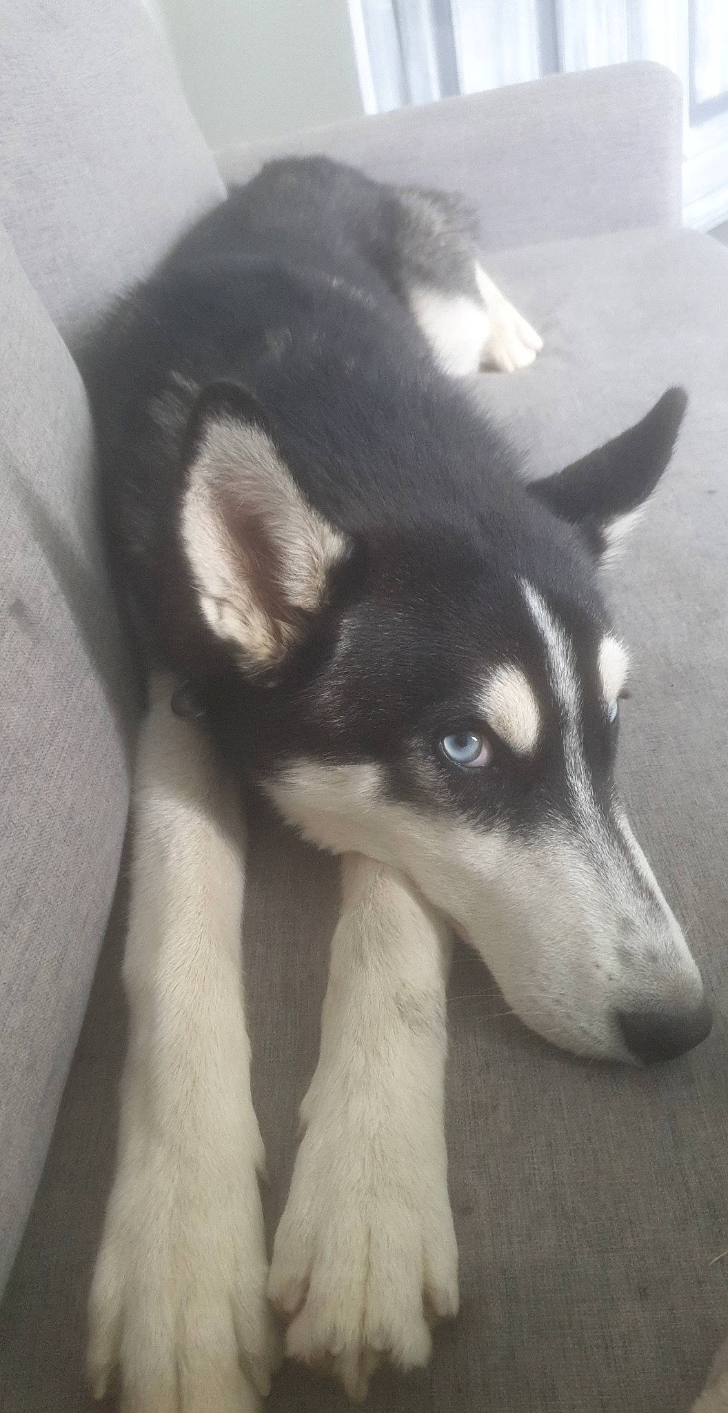 Wolf participe au concours pour gagner de l'argent avec cette photo : ancient_dog_breeds, canidae, carnivore, companion_dog, dog, dog_breed, fur, non_sporting_group, sled_dog, snout, sporting_group, terrestrial_animal, whiskers, working_animal, working_dog