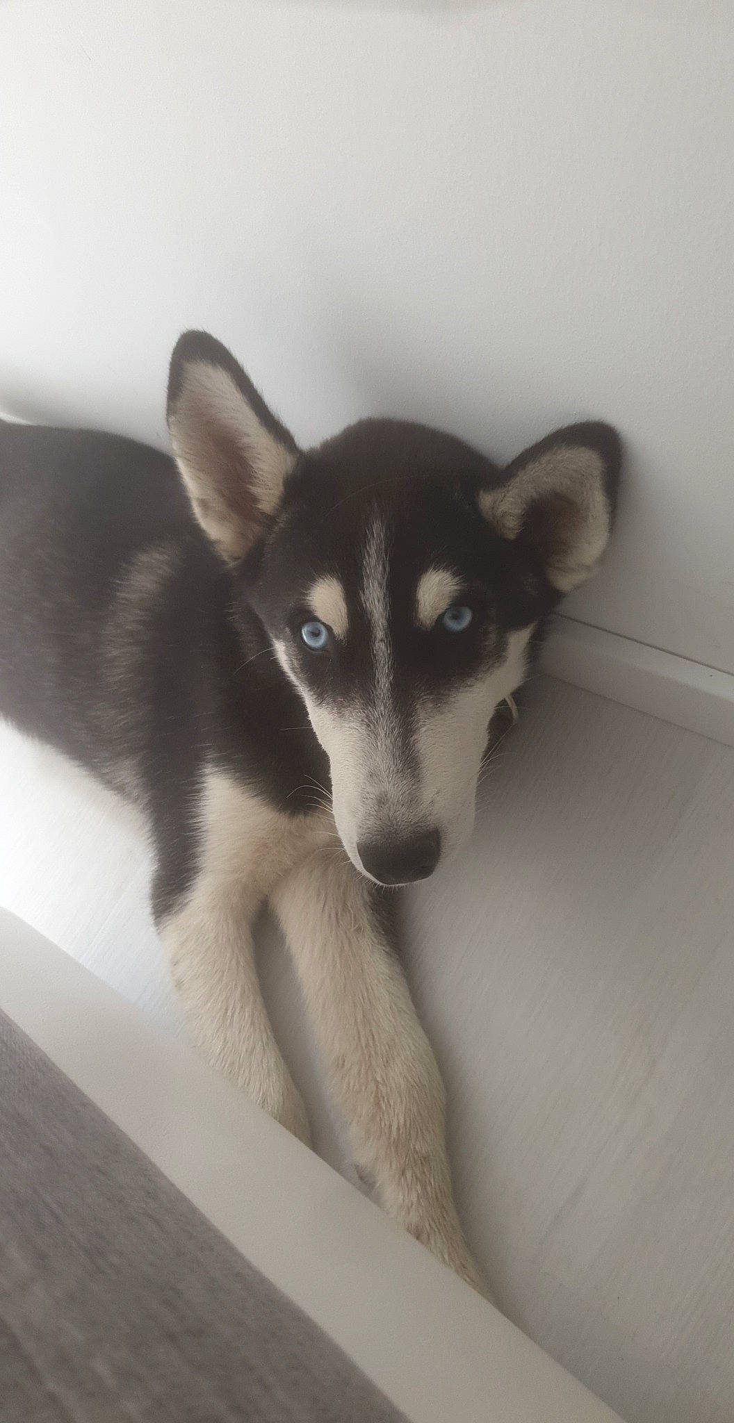 Wolf participe au concours pour gagner de l'argent avec cette photo : ancient_dog_breeds, canidae, canis, carnivore, companion_dog, dog, dog_breed, eyelash, fur, non_sporting_group, puppy, sled_dog, snout, sporting_group, terrestrial_animal, whiskers, working_animal, working_dog