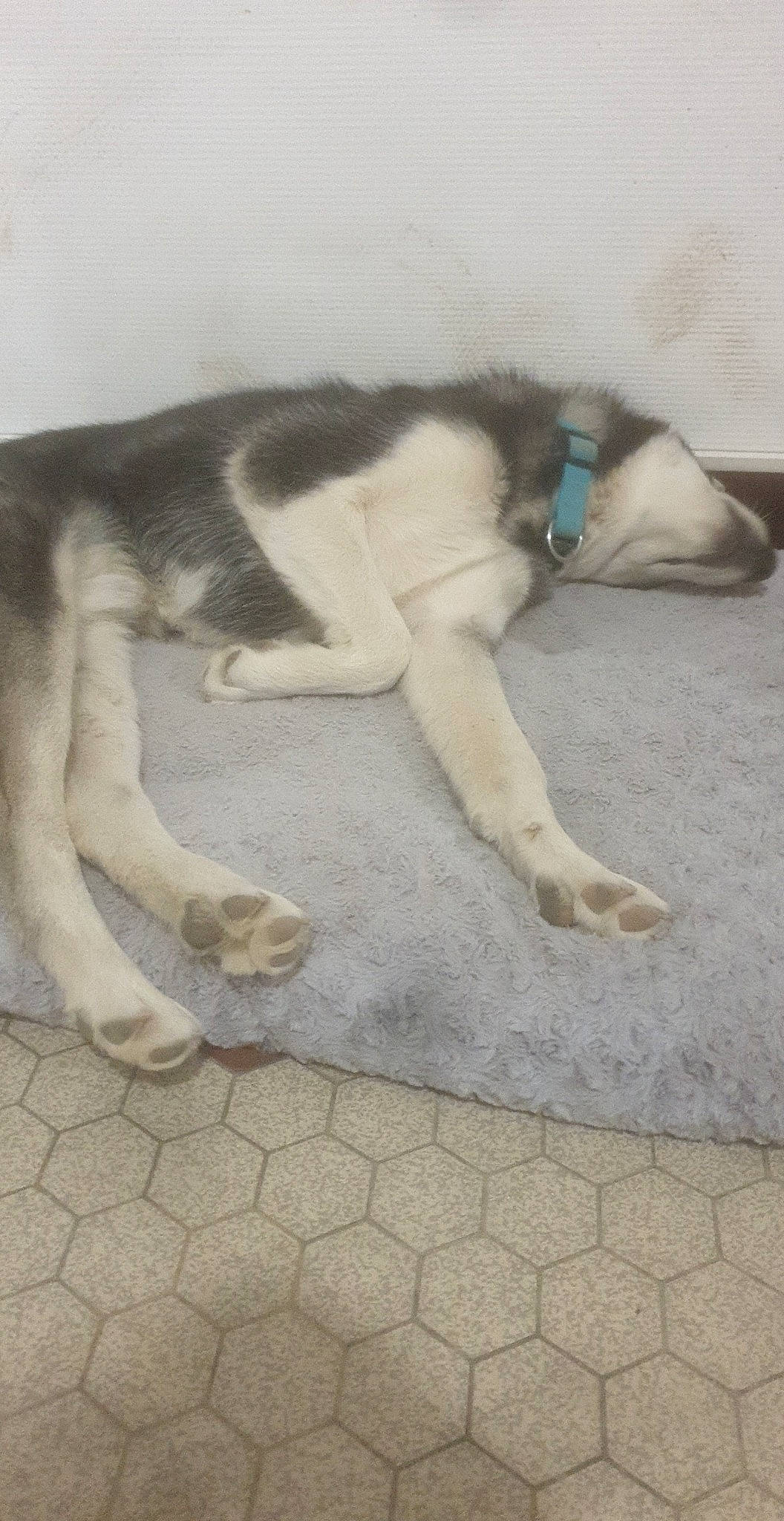 Wolf participe au concours pour gagner de l'argent avec cette photo : canidae, carnivore, comfort, companion_dog, dog, dog_breed, fawn, flooring, fur, non_sporting_group, paw, siberian_husky, snout, sporting_group, tail, terrestrial_animal, working_animal, working_dog