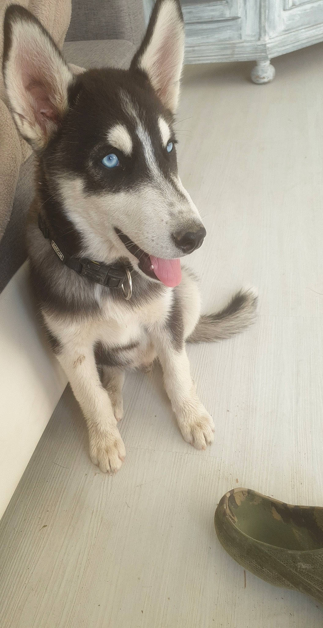 Wolf a rejoint le concours — aidez-le/la à gagner de superbes lots ! canidae, carnivore, companion_dog, dog, dog_breed, eye, fawn, flooring, fur, grey, hardwood, siberian_husky, sled_dog, snout, sporting_group, wheel, whiskers, white, working_animal, working_dog