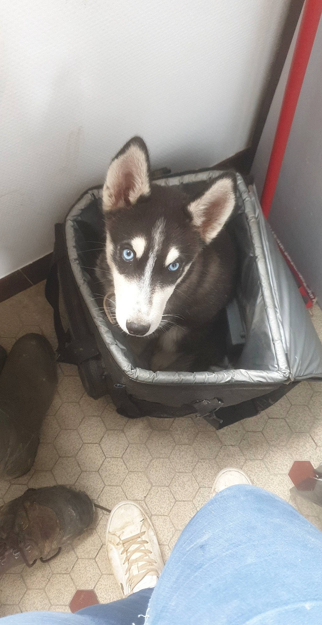 Wolf participe au concours pour gagner de l'argent avec cette photo : carnivore, cat, comfort, companion_dog, dog_breed, domestic_short_haired_cat, felidae, flooring, fur, non_sporting_group, pet_supply, room, siberian_husky, sitting, small_to_medium_sized_cats, snout, tail, terrestrial_animal, whiskers, working_animal