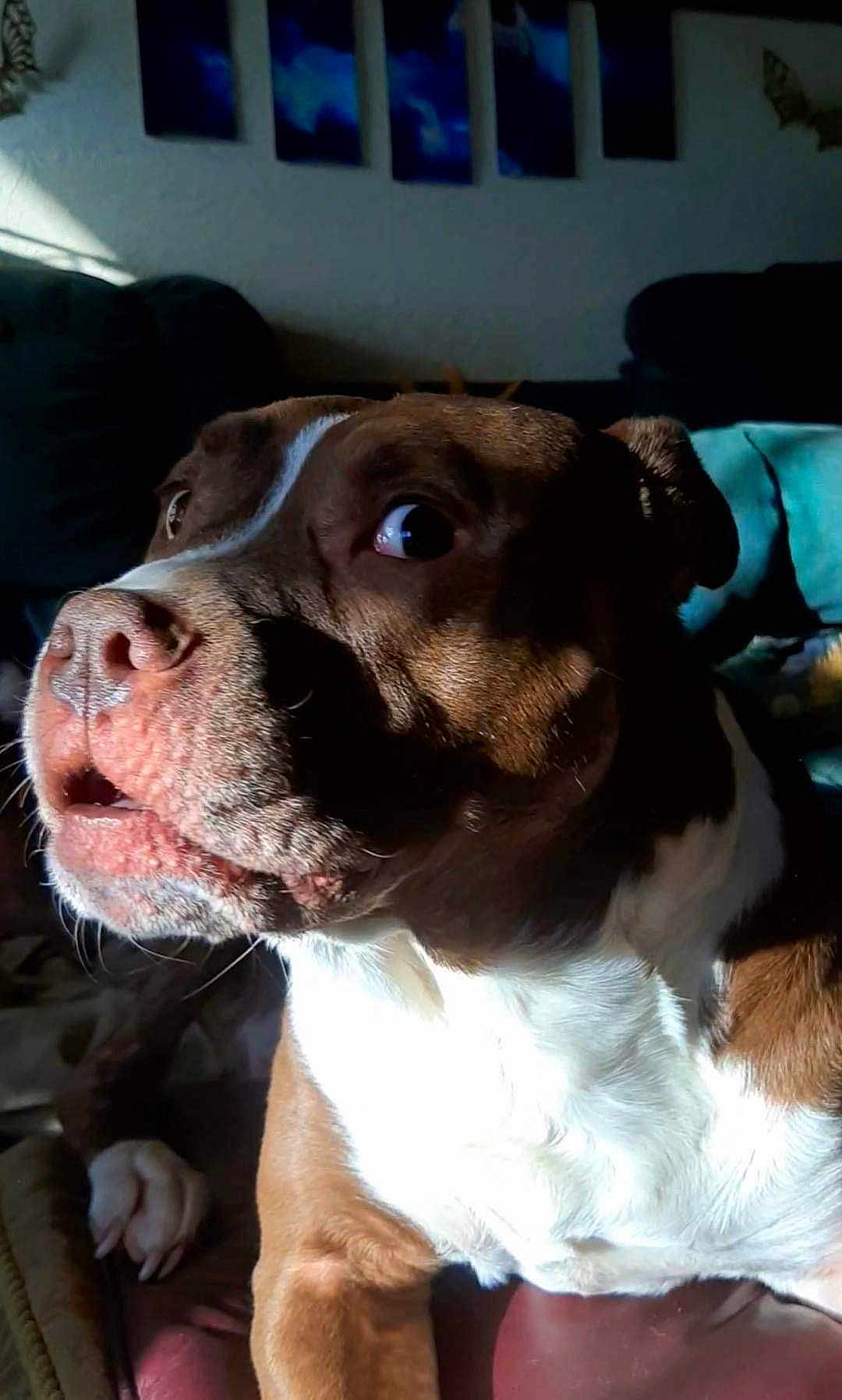 Koda