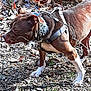 Koda joined the competition — help win amazing prizes! alert, animal, brown_dog, canine, daylight, dog, dry_leaves, ears_up, focused, grass, ground, harness, nature, outdoor, pet, rocks, side_view, sniffing, studded_collar, white_paws