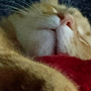 Butch joined the competition — help win amazing prizes! cat, sleeping, close_up, orange_cat, white_fur, nose, whiskers, mouth, feline, pet, soft, blurred, cozy, resting, fur, animal, domestic_cat, cute, red_fabric, relaxed