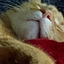 cat, sleeping, close_up, orange_cat, white_fur, nose, whiskers, mouth, feline, pet, soft, blurred, cozy, resting, fur, animal, domestic_cat, cute, red_fabric, relaxed