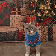 Panda joined the competition — help win amazing prizes! cat, christmas, christmas_tree, sweater, festive, presents, gifts, ornaments, lights, indoors, fireplace, stone_wall, wood_floor, portrait, standing, pet, gray_cat, blue_clothing, holiday, decoration