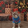 cat, christmas, christmas_tree, sweater, festive, presents, gifts, ornaments, lights, indoors, fireplace, stone_wall, wood_floor, portrait, standing, pet, gray_cat, blue_clothing, holiday, decoration