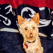 Chase joined the competition — help win amazing prizes! dog, small_dog, pet, fur, ears, collar, indoor, curious, brown_fur, sitting, looking_up, texture, blanket, fabric, pattern, cute, animal, companion, portrait, domestic